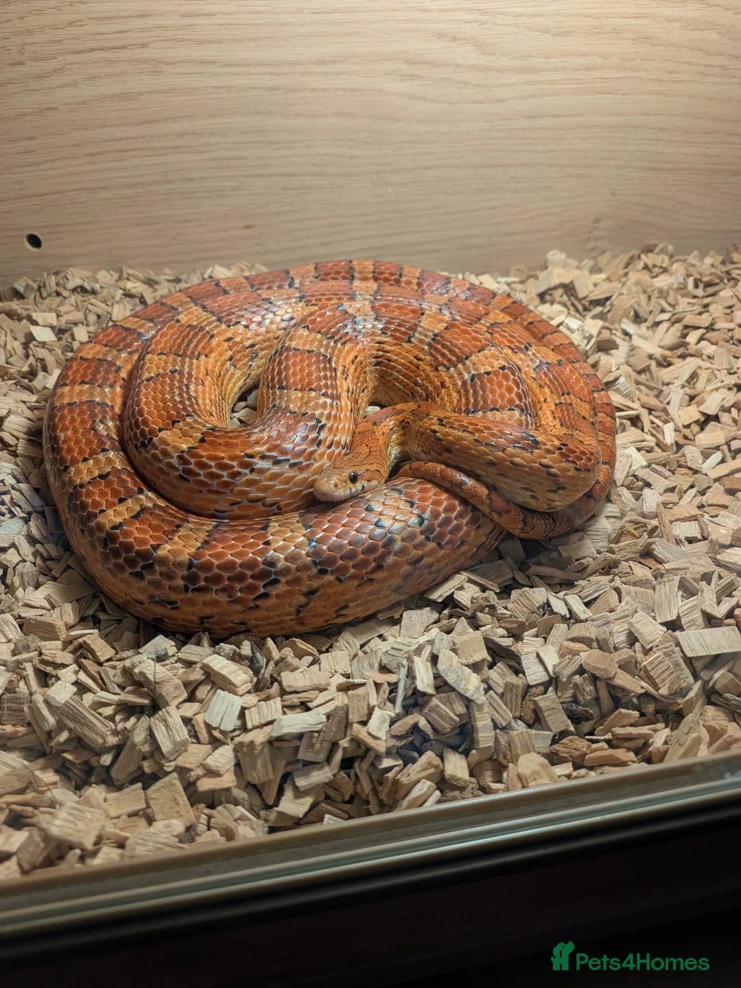 Corn Snake reptiles for sale: 7 year old male corn snake in Gloucester - Advert 1