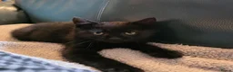 Mixed Breed cats for sale: Friendly Kittens Looking for Forever Home in Tregaron - Advert 3