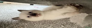 Mochi