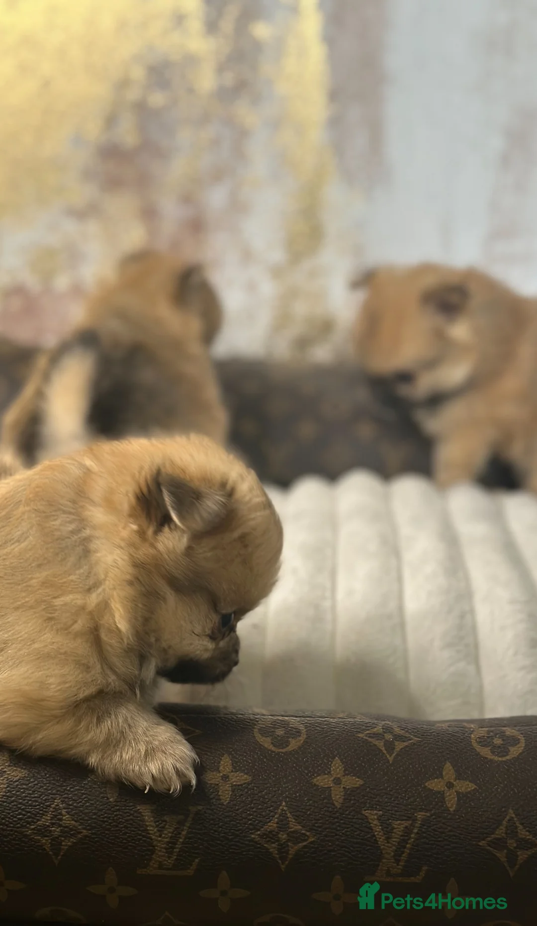 Pomeranian dogs for sale: Pomeranian puppies 💕 - Advert 2