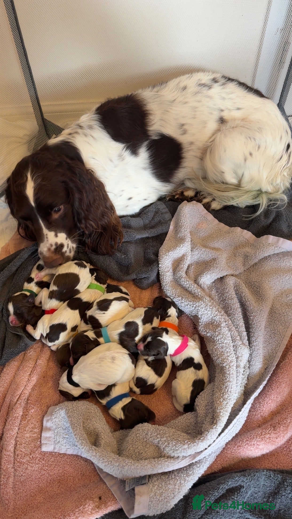 English Springer Spaniel dogs Final 2 Boys Available from Litter of 11 - Advert 1