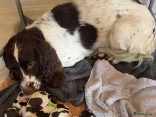 English Springer Spaniel dogs Final 2 Boys Available from Litter of 11 - Advert 1