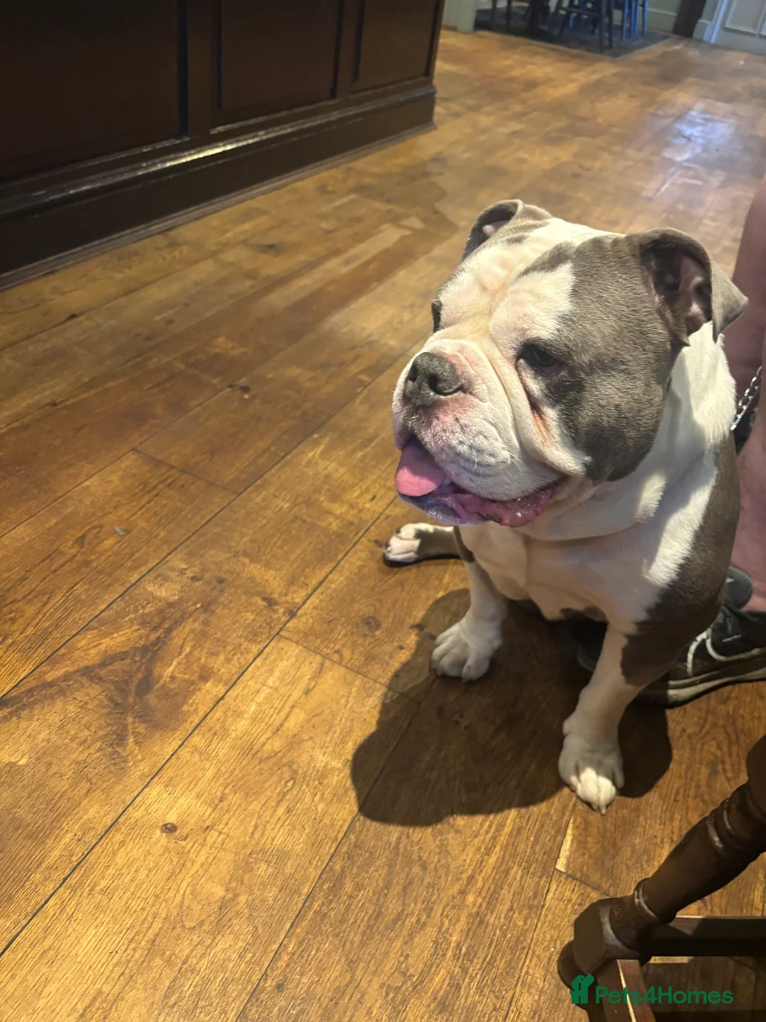 Old Tyme Bulldog dogs for stud: Old tyme bulldog  in Middlesbrough - Advert 2