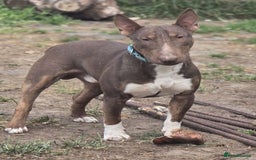 Miniature Bull terrier dogs for sale: 🐾 Exclusive Miniature Bull Terrier Puppies 🐾 - Image 3