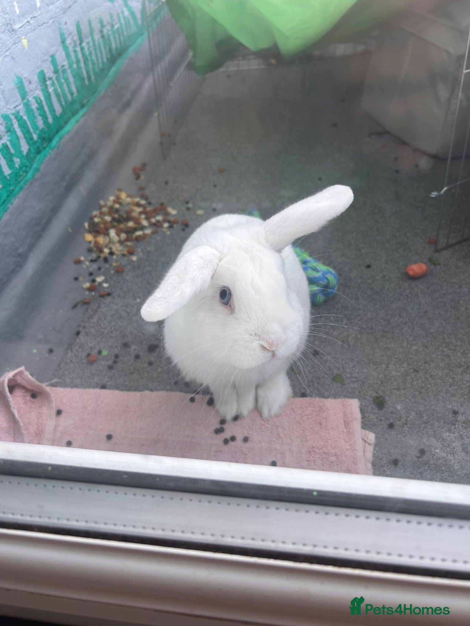 Mini Lop rabbits Mr Fluff - Advert 4