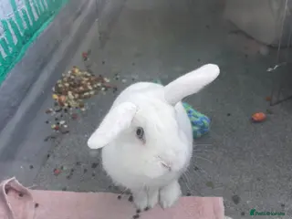 Mini Lop rabbits Mr Fluff - Advert 4