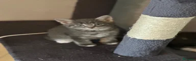 Maine Coon 2