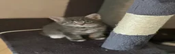 Maine Coon cats for sale: Maincoon cross kittens  - Advert 9