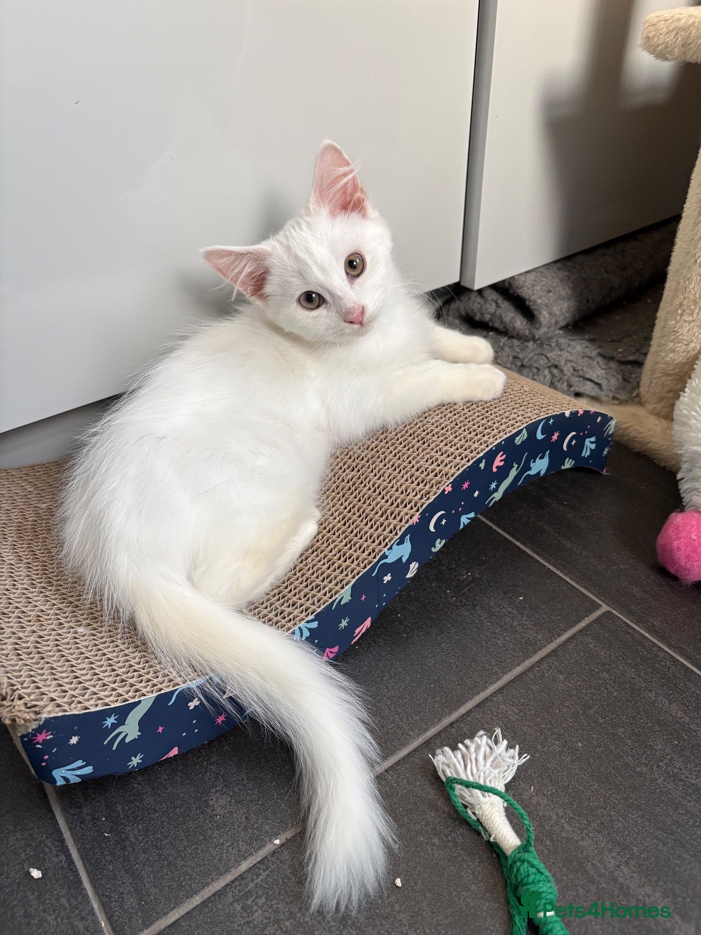 Mixed Breed cats Brother and sister - possible Turkish Angora.  - Advert 3