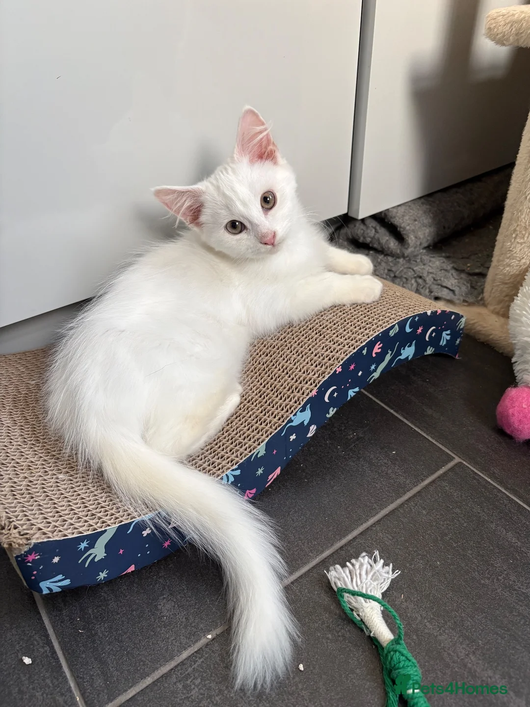 Mixed Breed cats for sale: Brother and sister - possible Turkish Angora.  in Boston - Advert 1