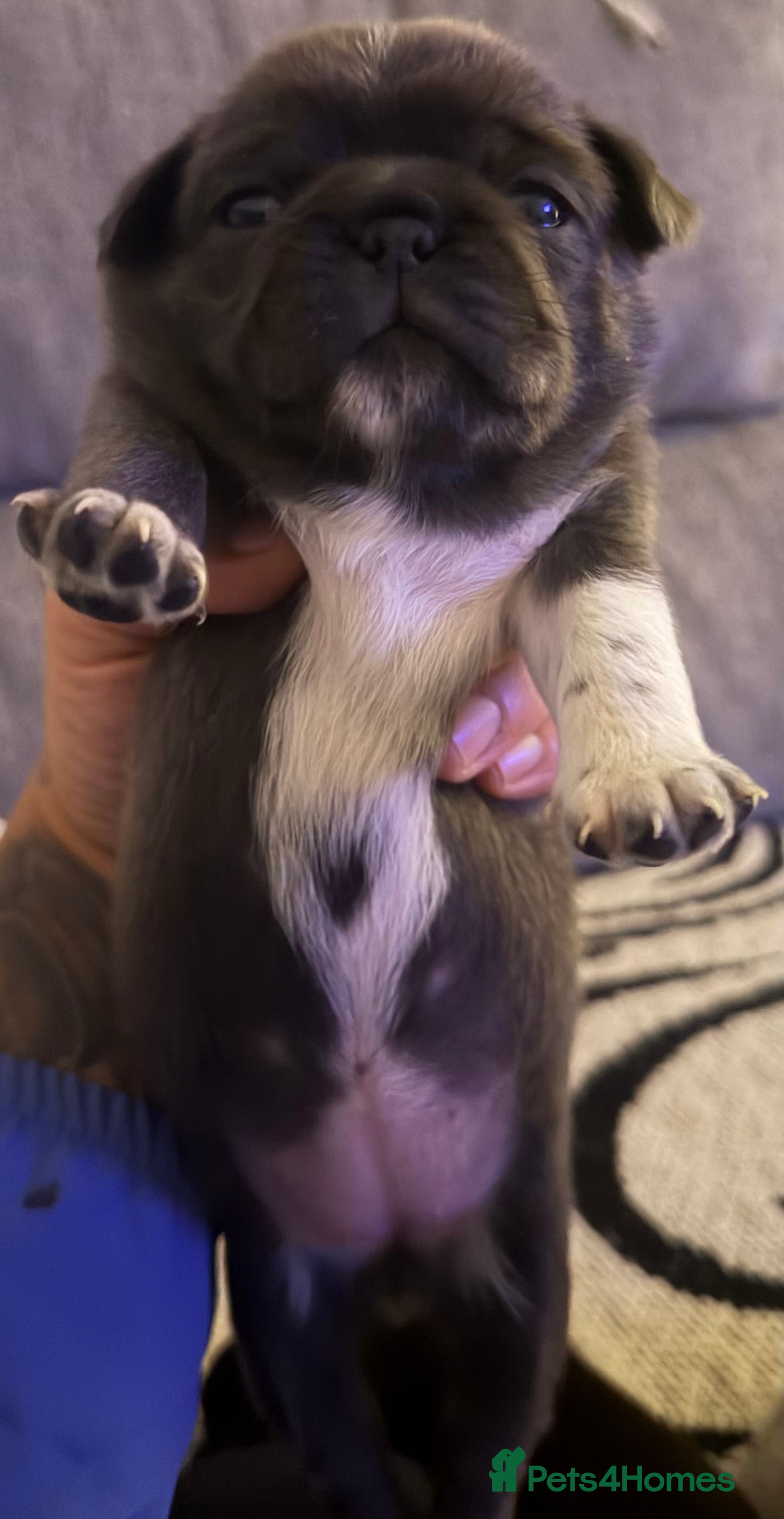 Pug dogs 🐾 PEGGY × ALASKA — A TRULY UNIQUE PUG LITTER 🐾  - Advert 2
