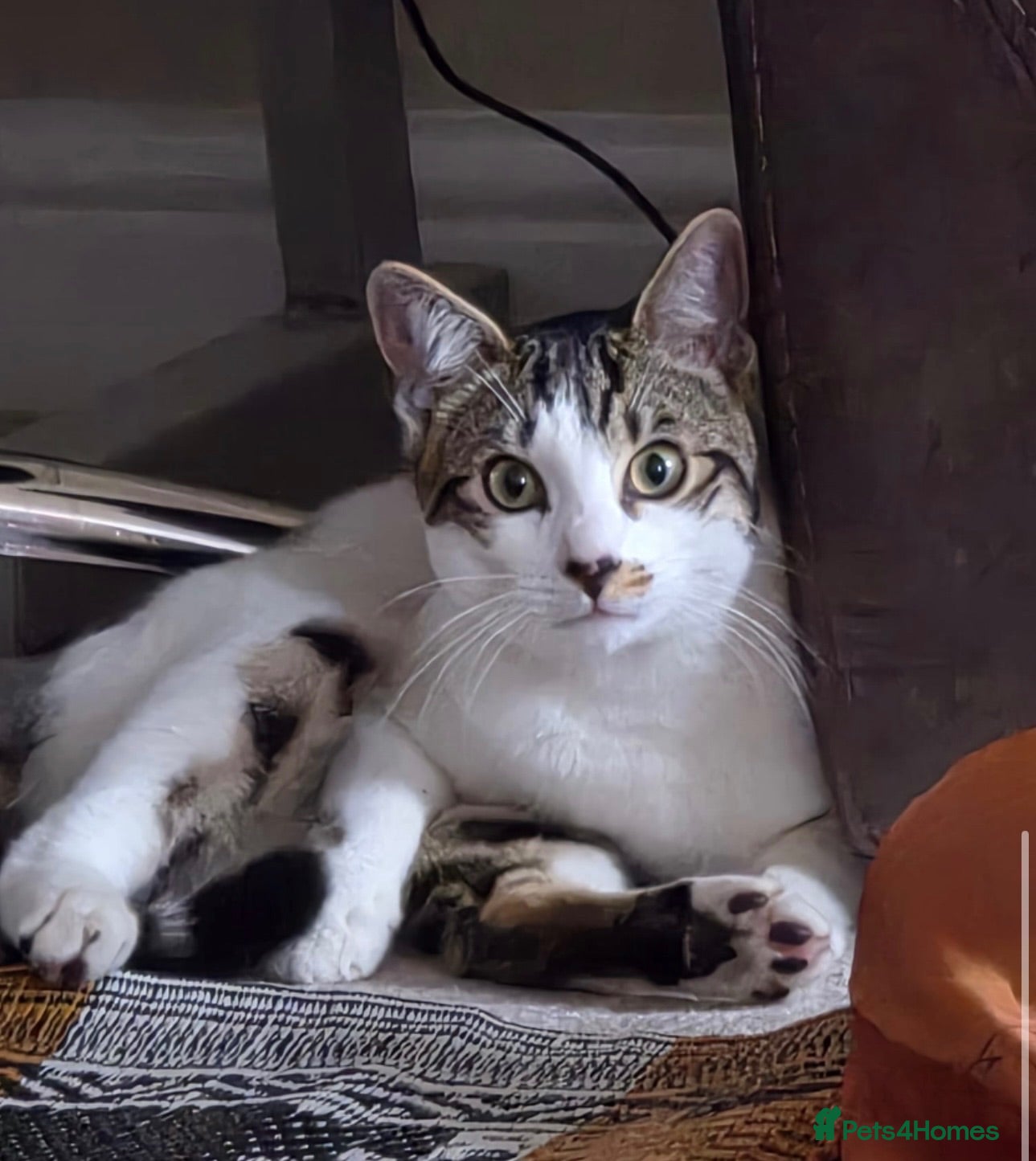 Mixed Breed cats Adorable and affectionate cat for sale!! - Advert 1
