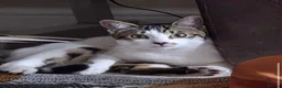 Mixed Breed cats for sale: Adorable and affectionate cat for sale!! - Advert 1