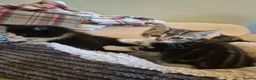 Mixed Breed cats for sale: Kittens Looking for Family Homes  - Advert 7