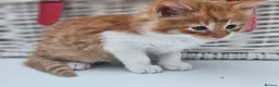 Mixed Breed cats for sale: Kittens for sale  - Advert 18