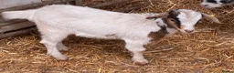 Goats livestock for sale: Selection of goats for sale  - Advert 4