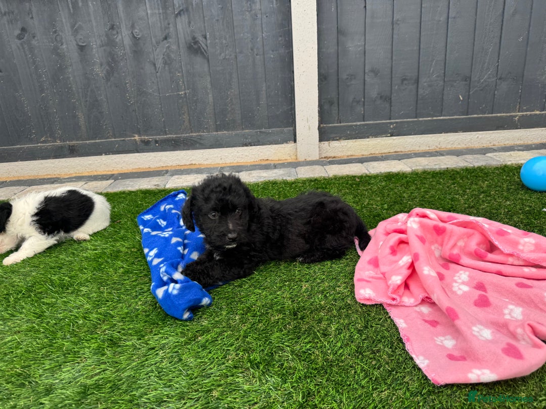 Mixed Breed dogs for sale: Black male puppy jackapoo - Image 12