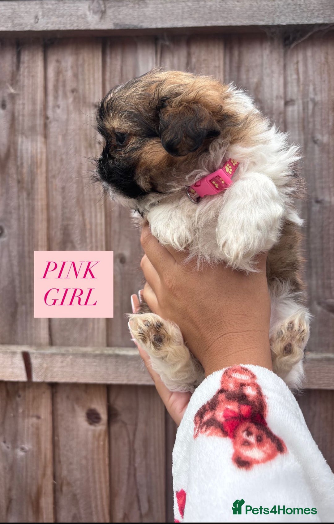 Shih Tzu dogs for sale: Shih tzu  - Image 8