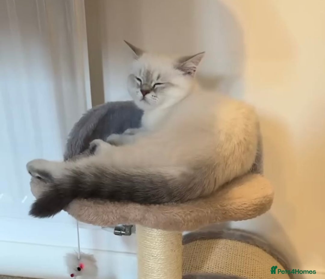 Selkirk Rex cats for sale: Intelligent Beautiful Selkirk Rex Girl - Advert 4