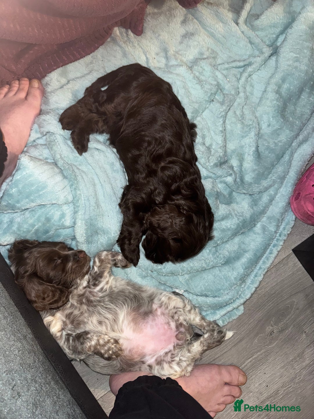 Cockapoo dogs for sale: F1b cockpoo puppies looking for forever homes.  - Advert 5