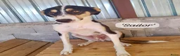 Mixed Breed dogs for adoption: Sailor Boy, 2 yrs approx. Available for adoption. in Brixham - Advert 2
