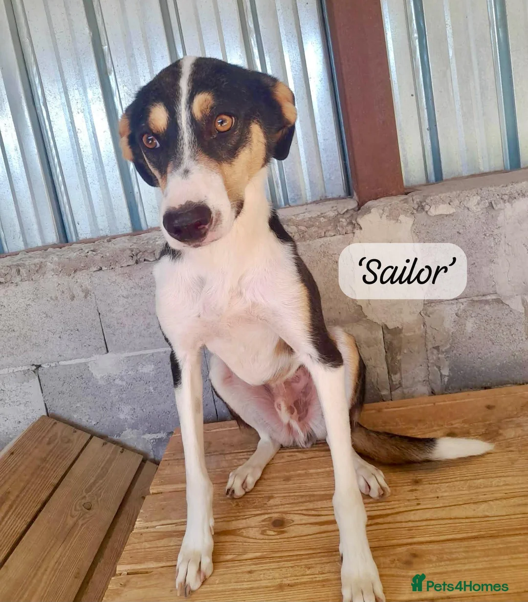 Mixed Breed dogs for adoption: Sailor Boy, 2 yrs approx. Available for adoption. in Brixham - Advert 2