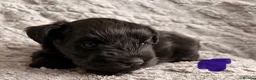 Miniature Schnauzer dogs for sale: Chunky, stunning litter of miniature schnauzers  - Advert 6