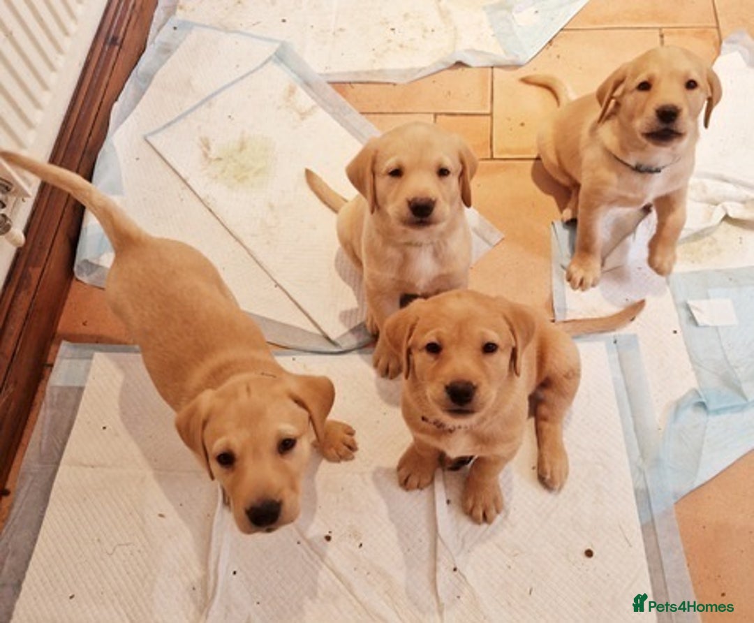 Labrador Retriever dogs for sale: intelligent labrador retriever male - Advert 2