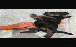 Miniature Poodle dogs for sale: Miniature Merle poodle puppies 🌈🐶❤️ - Advert 11