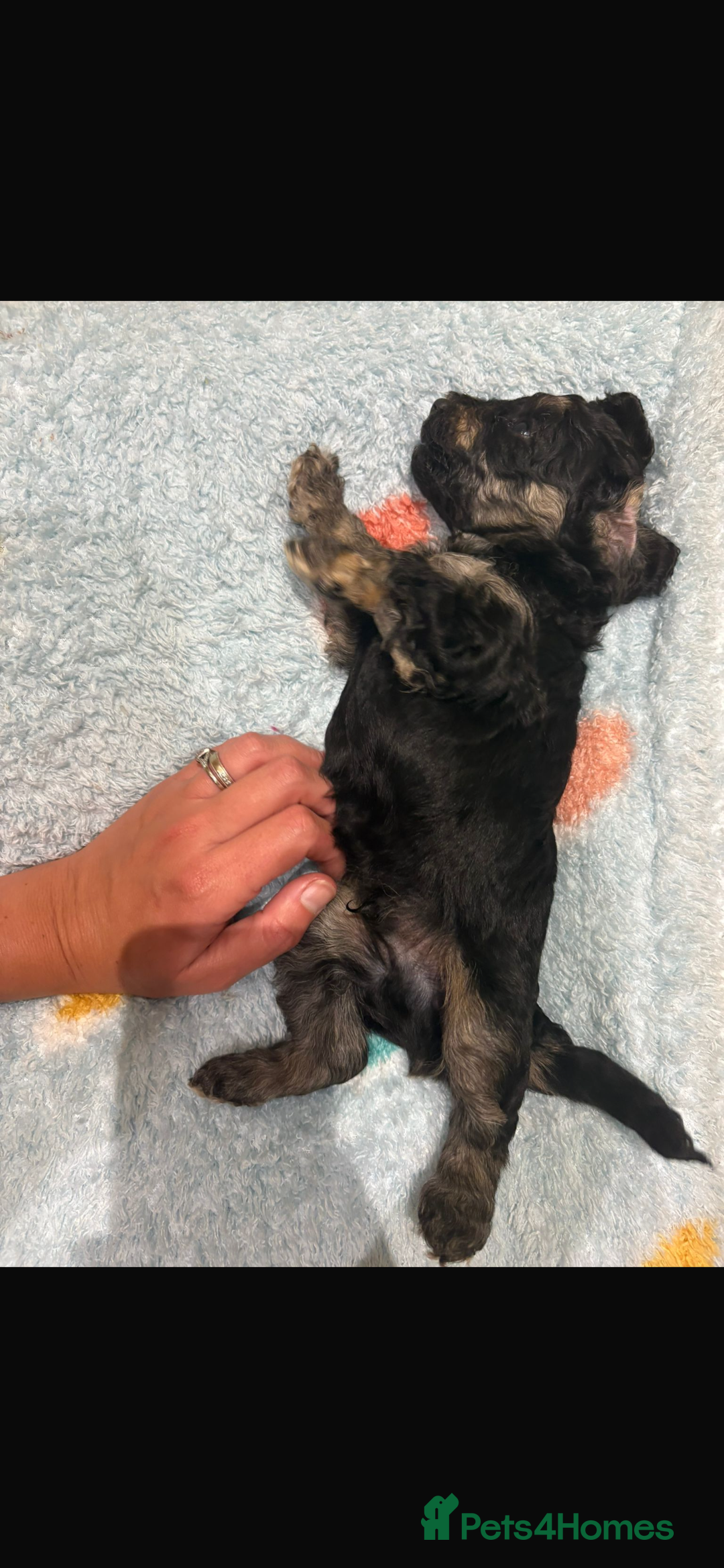 Miniature Poodle dogs for sale: Miniature Merle poodle puppies 🌈🐶❤️ - Advert 11