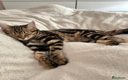Bengal cats for sale: Female bengal kitten in London - Image 6