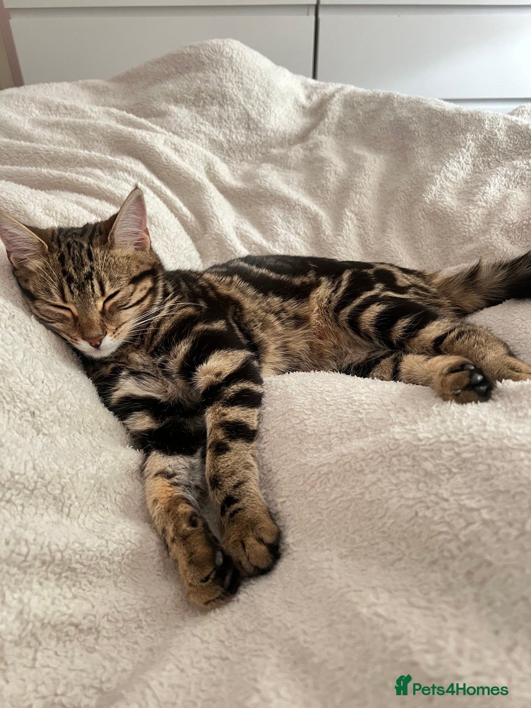 Bengal cats for sale: Female bengal kitten in London - Image 6