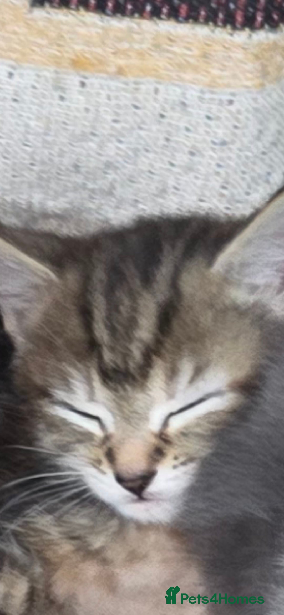 Mixed Breed cats for sale: Kittens  - Advert 21