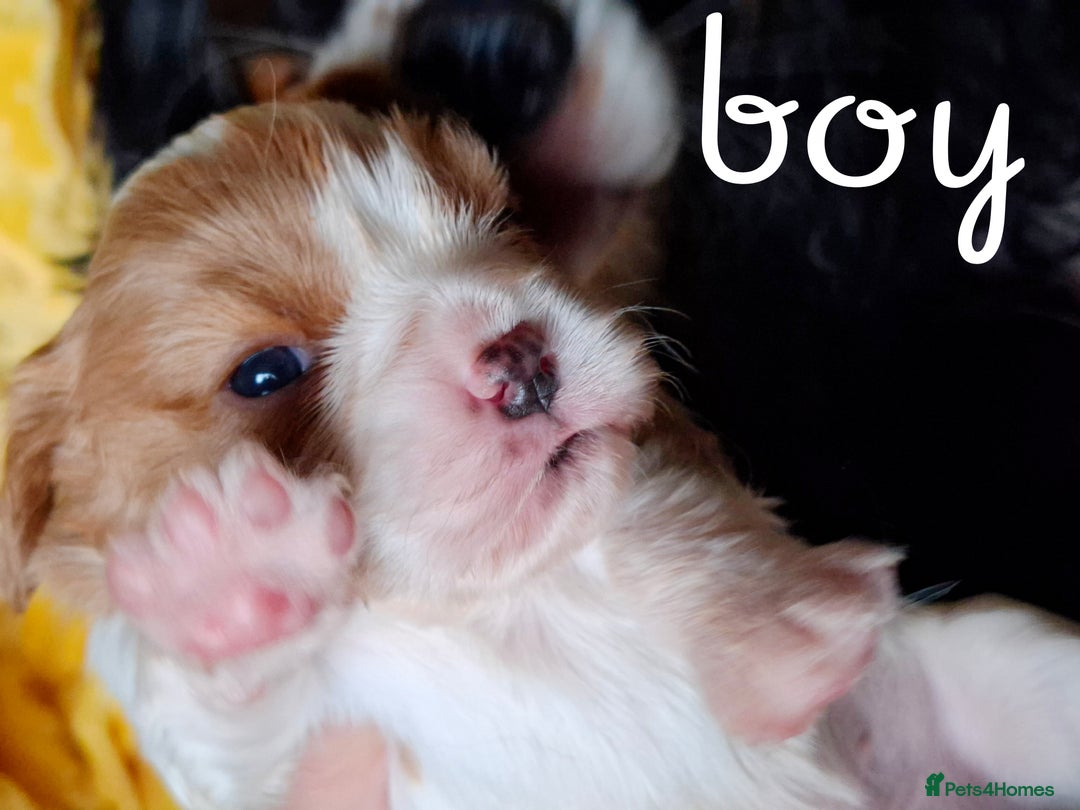 Cavalier King Charles Spaniel dogs for sale: KCC spaniels boys @ girls healt tested parents  - Advert 6