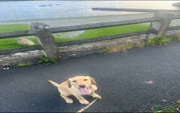 Labrador Retriever dogs for sale: golden lab for sale - Image 7