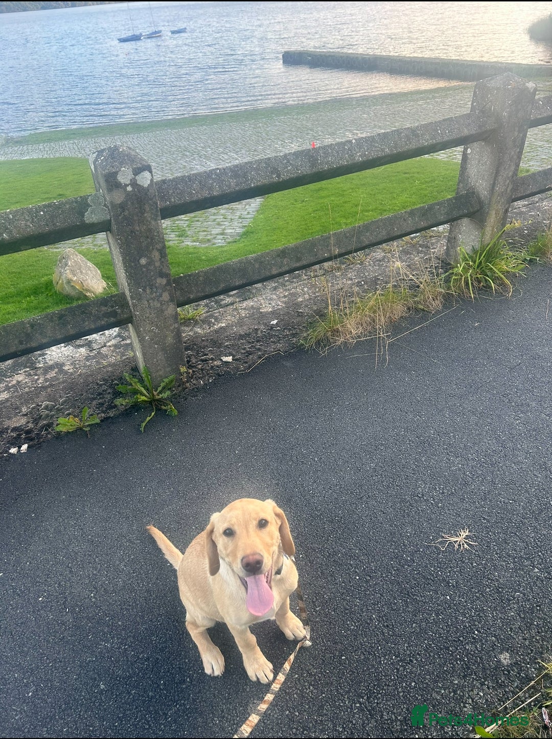 Labrador Retriever dogs for sale: golden lab for sale - Image 7