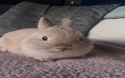 Netherland Dwarf rabbits for sale: male netherland dwarf rabbit  - Image 2