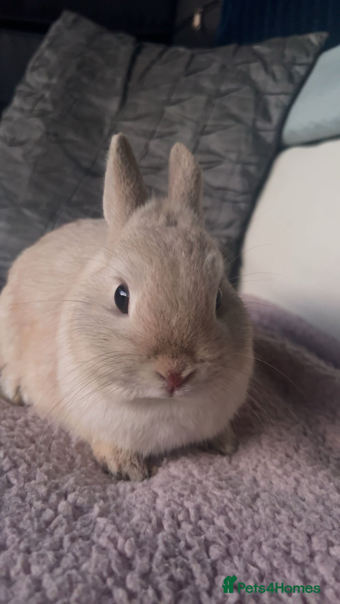 Netherland Dwarf rabbits for sale: male netherland dwarf rabbit  - Image 2