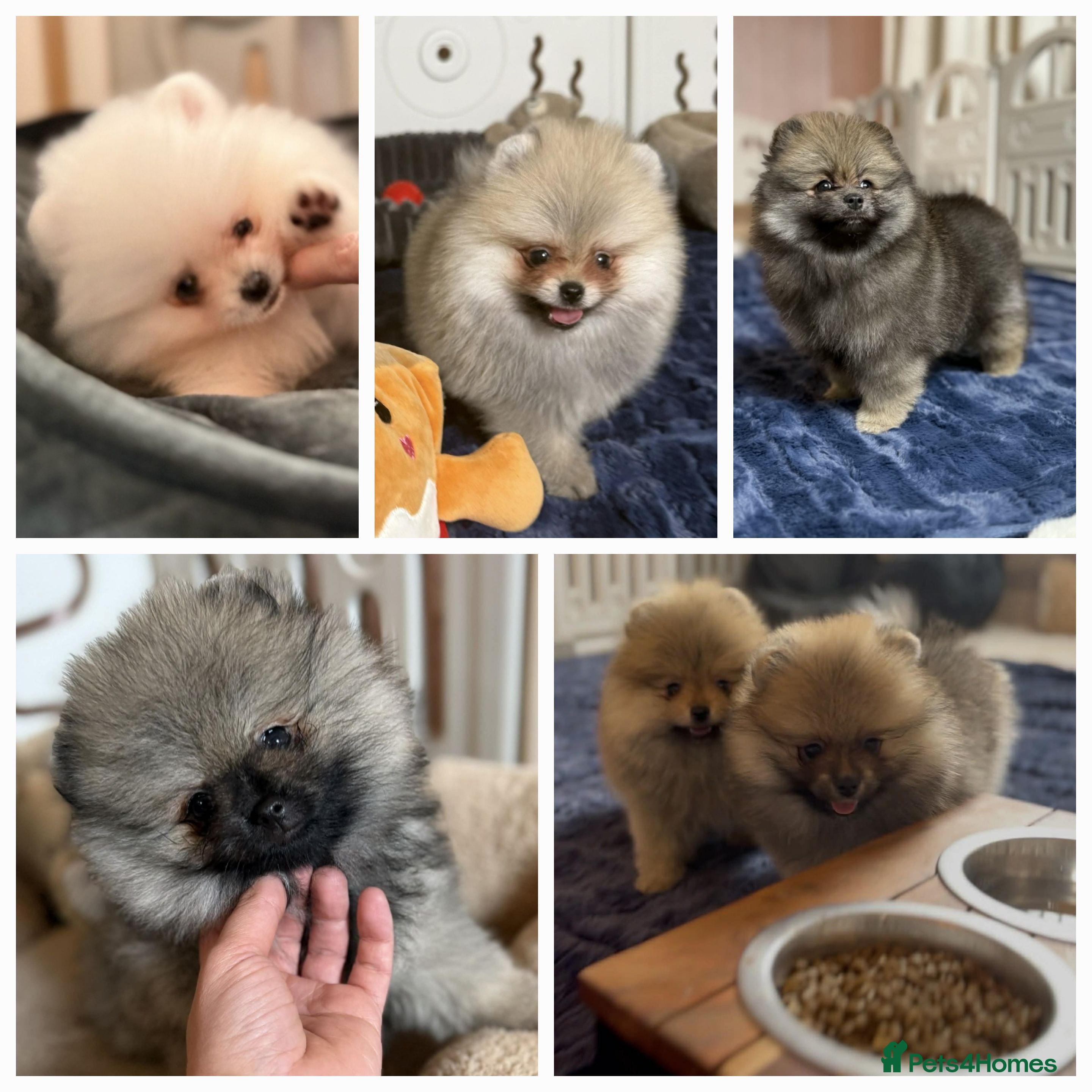 Pomeranian dogs Teddy Face Poms Puppies European Champion Lines - Advert 13