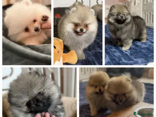 Pomeranian dogs Teddy Face Poms Puppies European Champion Lines - Advert 13