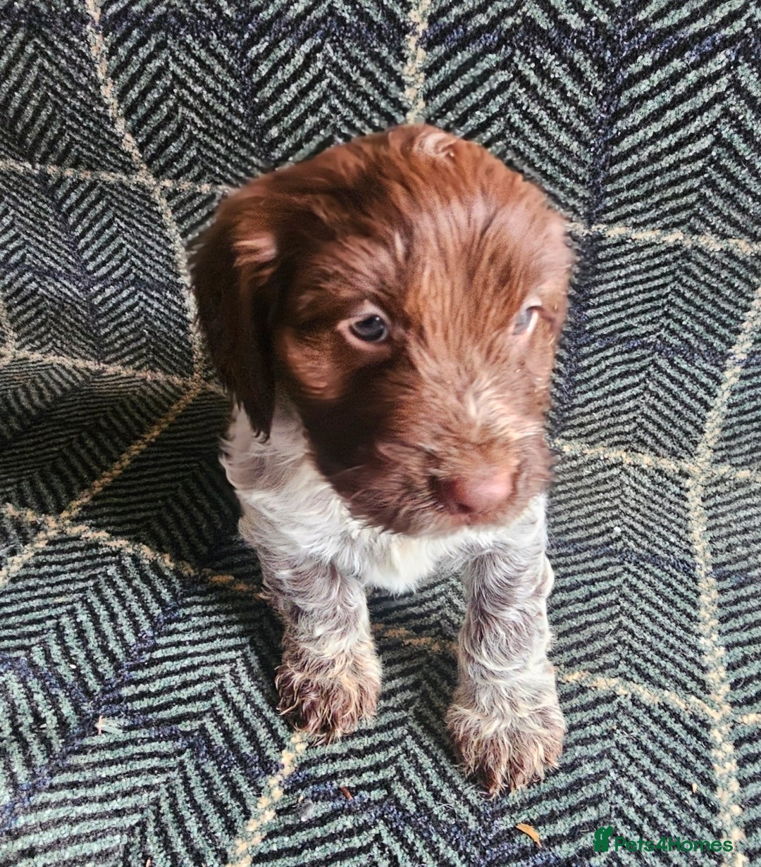 Cockapoo dogs for sale: Cockerapoo puppies F1 - Advert 12