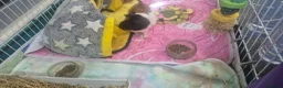 Guinea Pig rodents for sale: Two bonded female guinea pigs  - Advert 7