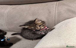 British Longhair cats for sale: British long hair x tabby - Image 10