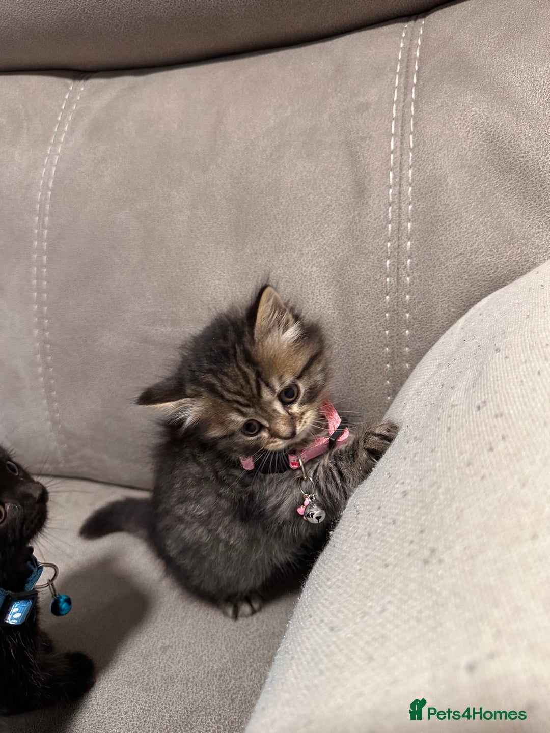 British Longhair cats for sale: British long hair x tabby - Image 10