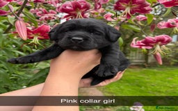 Labrador Retriever dogs for sale: Labrador Retriever Puppies - Image 10