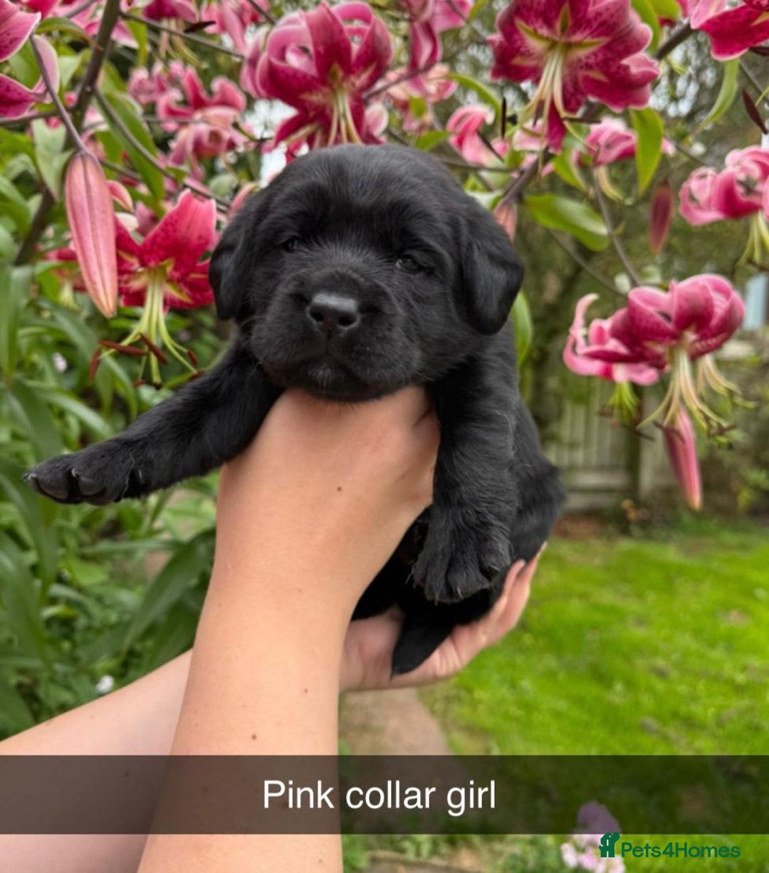 Labrador Retriever dogs for sale: Labrador Retriever Puppies - Image 10