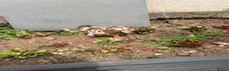 Dachshund dogs for sale: dashound’s puppies  - Advert 15