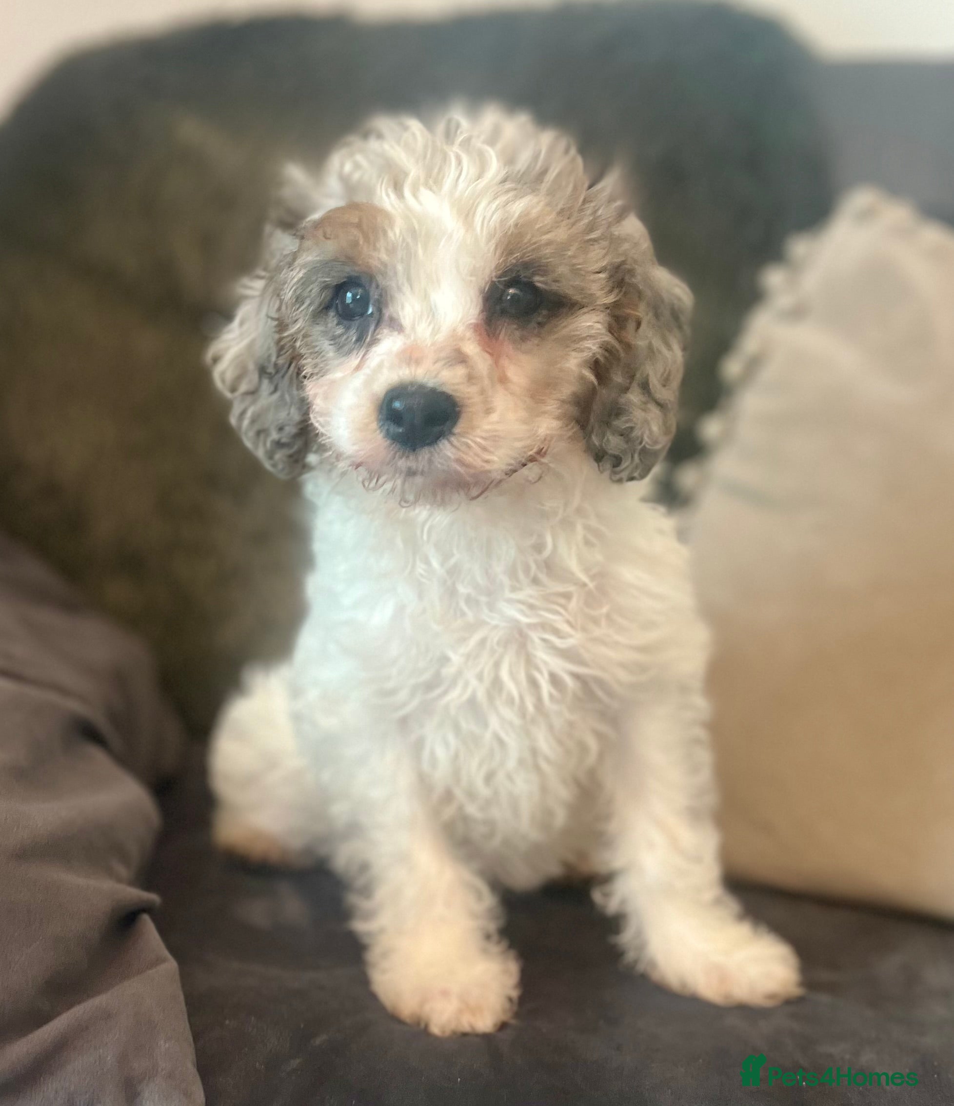 Cavapoo dogs Rare Merle female puppy - Advert 3
