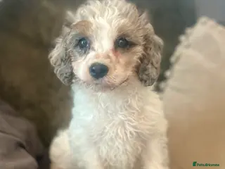 Cavapoo dogs Rare Merle female puppy - Advert 3