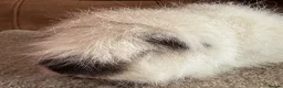 Guinea Pig rodents for sale: Guinea pig Alpaca boar 6 mths  - Advert 6